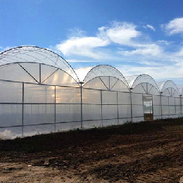 Multi span film greenhouse